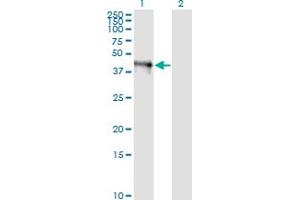 Western Blot analysis of FAIM3 expression in transfected 293T cell line by FAIM3 monoclonal antibody (M01), clone 1E4.