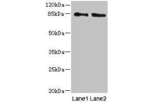 Western blot All lanes: HOOK1 antibody at 4 μg/mL Lane 1: 293T whole cell lysate Lane 2: MCF-7 whole cell lysate Secondary Goat polyclonal to rabbit IgG at 1/10000 dilution Predicted band size: 85, 81 kDa Observed band size: 85 kDa (HOOK1 anticorps  (AA 301-600))