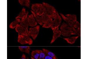 Confocal immunofluorescence analysis of HeLa cells using RPL8 Polyclonal Antibody at dilution of 1:200.