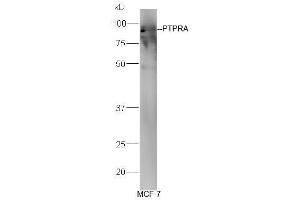 MCF-7 cell lysates probed with Anti-PTPRA Polyclonal Antibody, Unconjugated (ABIN754633) at 1:300 in 4˚C. (PTPRA anticorps  (AA 151-250))