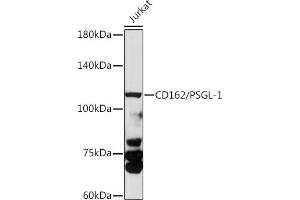Western blot analysis of extracts of various cell lines, using CD162/PSGL-1 antibody (ABIN3022339, ABIN3022340, ABIN3022341 and ABIN6218751) at 1:1000 dilution. (SELPLG anticorps  (AA 40-280))