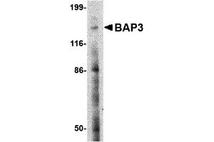 Western Blotting (WB) image for anti-BAI1-Associated Protein 3 (BAIAP3) (N-Term) antibody (ABIN1031260)
