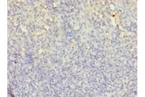 Immunohistochemistry of paraffin-embedded human tonsil tissue using ABIN7158812 at dilution of 1:100 (LYZ anticorps  (AA 19-148))