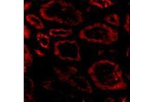 Immunofluorescence of Ski in human kidney tissue with this product at 20 μg/ml. (SKI anticorps  (N-Term))