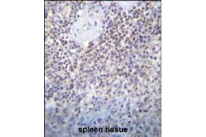 PATL2 Antibody immunohistochemistry analysis in formalin fixed and paraffin embedded human spleen tissue followed by peroxidase conjugation of the secondary antibody and DAB staining. (PATL2 anticorps  (AA 168-196))