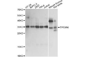 Western blot analysis of extracts of various cell lines, using TP53RK antibody. (TP53RK anticorps)