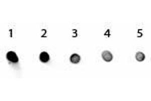 Dot Blot of Rabbit IgG Antibody Alkaline Phosphatase Conjugated. (Chèvre anti-Lapin IgG (Heavy & Light Chain) Anticorps (Alkaline Phosphatase (AP)))