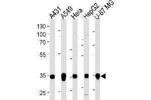 Western blot analysis of lysates from A431, A549, Hela, HepG2, U-87 MG cell line (from left to right), using MDH2 Antibody (C-term) (ABIN1537083 and ABIN2849638). (MDH2 anticorps  (C-Term))