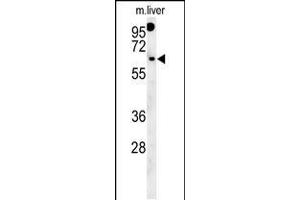 Western blot analysis in mouse liver tissue lysates (15ug/lane). (RTKN2 anticorps  (N-Term))