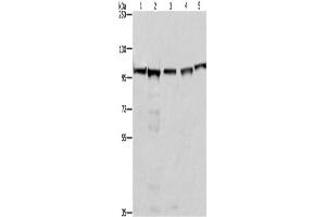 Western Blotting (WB) image for anti-Minichromosome Maintenance Complex Component 6 (MCM6) antibody (ABIN2428397) (MCM6 anticorps)