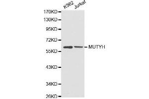 Western blot analysis of extracts of various cell lines, using MUTYH antibody. (MUTYH anticorps)