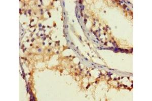 Immunohistochemistry of paraffin-embedded human testis tissue using ABIN7168428 at dilution of 1:100
