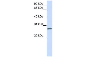 Western Blotting (WB) image for anti-Transmembrane Protein 51 (TMEM51) antibody (ABIN2459103) (TMEM51 anticorps)