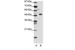 Image no. 1 for anti-Zinc Finger Protein 259 (znf259) (N-Term) antibody (ABIN6736136) (ZNF259 anticorps  (N-Term))