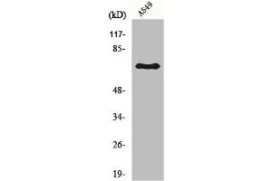 Western Blot analysis of A549 cells using Frizzled-3 Polyclonal Antibody
