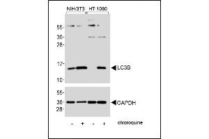 Western blot analysis of lysates from NIH/3T3, HT-1080 cell line, untreated or treated with chloroquine, 50μM, using LC3 Antibody (G8B) 1802a (upper) or GDH(lower). (MAP1LC3A anticorps  (N-Term))