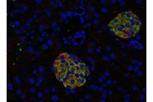 Indirect immunostaining of PFA fixed paraffin embedded mouse pancreas section with anti-SV2 A (dilution 1 : 500: green) and rabbit anti-SCAMP (cat.