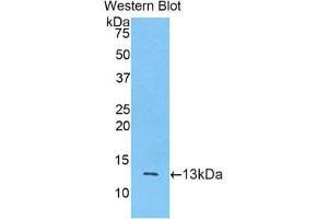 Western Blotting (WB) image for anti-Mucin 2, Oligomeric Mucus/gel-Forming (MUC2) (AA 5075-5179) antibody (Biotin) (ABIN1173448)
