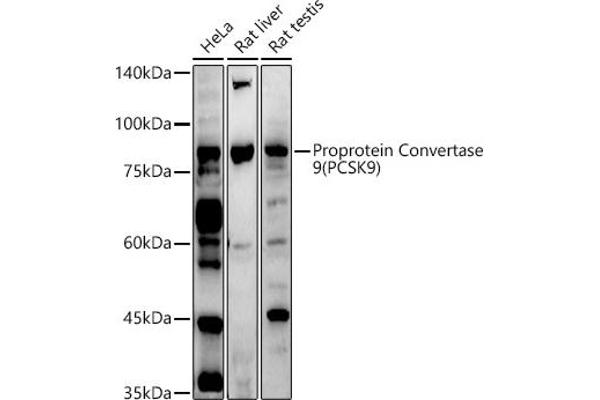 PCSK9 anticorps  (C-Term)