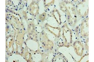 Immunohistochemistry of paraffin-embedded human kidney tissue using ABIN7159569 at dilution of 1:100 (METRNL anticorps  (AA 46-311))