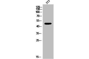 Western Blot analysis of 3T3 cells using GPR173 Polyclonal Antibody (GPR173 anticorps  (Internal Region))