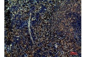Immunohistochemistry (IHC) analysis of paraffin-embedded Mouse Spleen, antibody was diluted at 1:100.