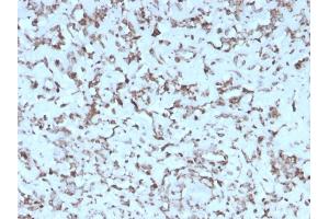 Formalin-fixed, paraffin-embedded human Liver stained with Cytochrome C Mouse Monoclonal Antibody (rCYCS/1010). (Recombinant Cytochrome C anticorps  (AA 1-80))