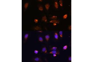 Immunofluorescence analysis of U-2 OS cells using RPL34 antibody (ABIN7270003) at dilution of 1:100.