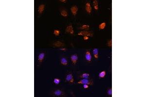 Immunofluorescence analysis of U-2 OS cells using RPL34 antibody (ABIN7270003) at dilution of 1:100. (RPL34 anticorps  (AA 1-117))