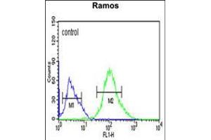 Flow cytometric analysis of Ramos cells (right histogram) compared to a negative control cell (left histogram). (FCRL4 anticorps  (C-Term))