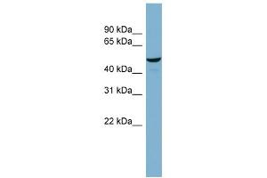 WB Suggested Anti-C22orf28 Antibody Titration: 0. (C22orf28 anticorps  (Middle Region))