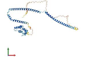 AlphaFold protein structure predicition of Mouse Recombinant Cluap1 Protein, UniprotID Q8R3P7