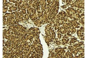 ABIN6279003 at 1/100 staining Mouse pancreas tissue by IHC-P. (POU5F2 anticorps  (Internal Region))
