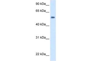 Western Blotting (WB) image for anti-EXD antibody (ABIN2463110) (EXD anticorps)