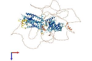 AlphaFold protein structure predicition of Human Recombinant KCNH7 Protein, UniprotID Q9NS40