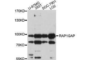 Western blot analysis of extracts of various cell lines, using RAP1GAP antibody (ABIN5998664) at 1/1000 dilution. (RAP1GAP anticorps)