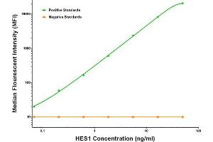Luminex Assay (LMNX) image for anti-Hes Family bHLH Transcription Factor 1 (HES1) antibody (ABIN2722654)