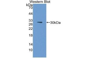 Western Blotting (WB) image for anti-Fucosyltransferase 3 (Galactoside 3(4)-L-Fucosyltransferase, Lewis Blood Group) (FUT3) (AA 30-259) antibody (ABIN1868063)