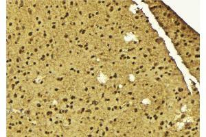 ABIN6275604 at 1/100 staining Mouse brain tissue by IHC-P. (SF3B4 anticorps  (N-Term))