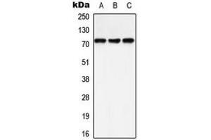 Western blot analysis of SHPTP2 (pY542) expression in A549 (A), HeLa (B), Raw264. (SHPTP2 (C-Term), (pTyr542) anticorps)