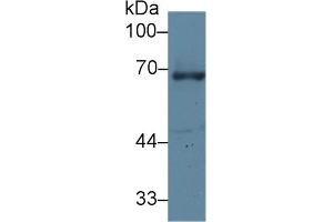 Western Blot; Sample: Human A431 cell lysate; Primary Ab: 1µg/ml Rabbit Anti-Human GRN Antibody Second Ab: 0. (Granulin anticorps  (AA 361-585))