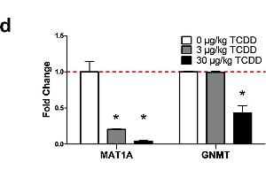 TCDD-elicited repression of SAM biosynthesis and methyltransferase gene expression.