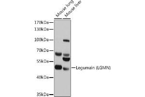 Western blot analysis of extracts of various cell lines, using Legumain (Legumain (LGMN)) antibody (ABIN6128201, ABIN6143172, ABIN6143173 and ABIN6214867) at 1:1000 dilution. (LGMN anticorps  (AA 18-323))