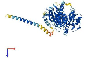 AlphaFold protein structure predicition of Mouse Recombinant B4gat1 Protein, UniprotID Q8BWP8