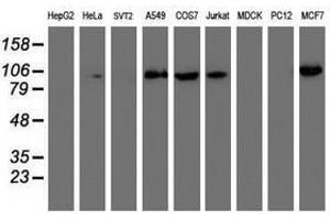Image no. 1 for anti-phosphofructokinase, Platelet (PFKP) antibody (ABIN1500165) (PFKP anticorps)
