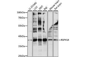 Western blot analysis of extracts of various cell lines, using RSPH14 antibody (ABIN6290181) at 1:1000 dilution.