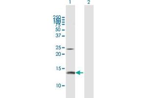 Western Blot analysis of PFN2 expression in transfected 293T cell line by PFN2 MaxPab polyclonal antibody.