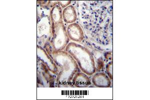 SLIT1 Antibody immunohistochemistry analysis in formalin fixed and paraffin embedded human kidney tissue followed by peroxidase conjugation of the secondary antibody and DAB staining. (SLIT1 anticorps  (N-Term))