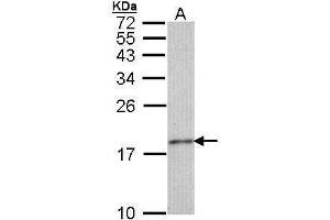 WB Image Sample (30 ug of whole cell lysate) A: IMR32 15% SDS PAGE antibody diluted at 1:1000 (Histone H3.3 anticorps)