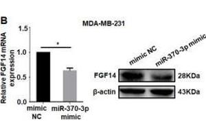 FGF14-AS2 regulates FGF14 expression by sponging miR-370-3p.